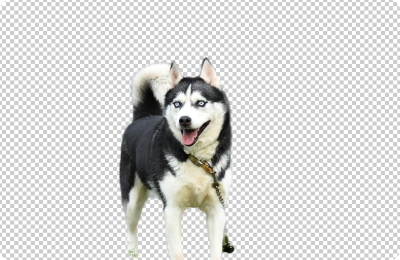 Remove Animal Background