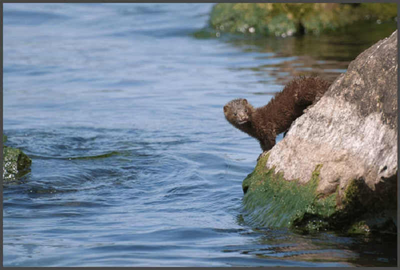 gimp remove watermark from image