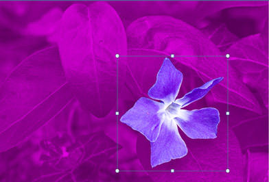 adjust remove background in word older office version